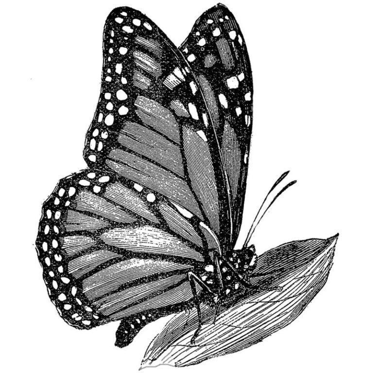 Getting a Monarch Butterfly Tattoo - Body Tattoo Art