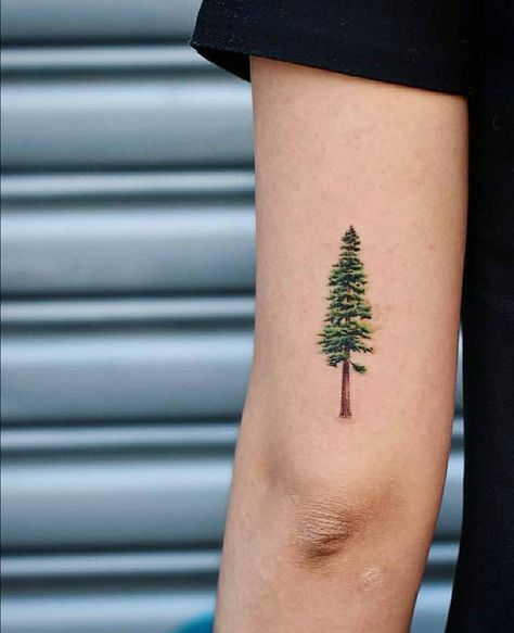 Evergreen Tree Tattoo
